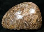 Beautiful Polished Fossil Coral Head - Morocco #16353-1